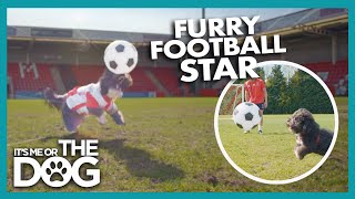 Furry Footballer Soccer Dog Does Tricks Its Me Or The Dog