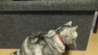 猫　孫の手　【ねこ cat】