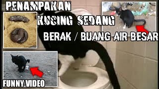 VIDEO LUCU - Penampakan Kucing Sedang Berak/Buang Air Besar | FUNNY CAT