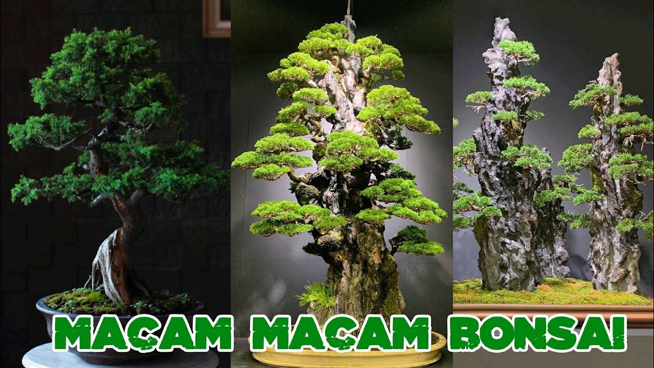 100 Macam Jenis Jenis Pohon  Bonsai Yang Unik  dengan Harga 