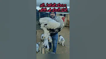 كدجاج البراهما اكبر أنواع الدجاج في العالم 
