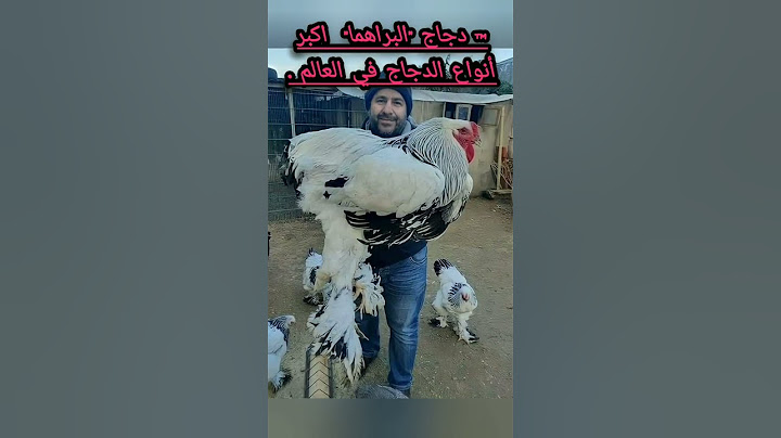 كدجاج "البراهما"  اكبر أنواع الدجاج في العالم