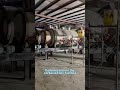 Coconut shell charcoal briquettes pellet production process#barbecue#bbqcharcoal#charcoalmachine#fyp