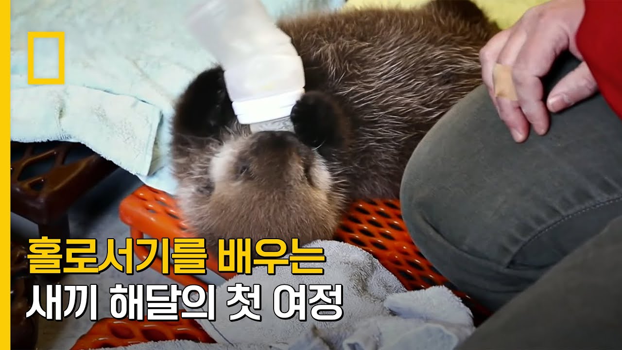 ⁣홀로서기를 배우는 새끼 해달의 첫 여정