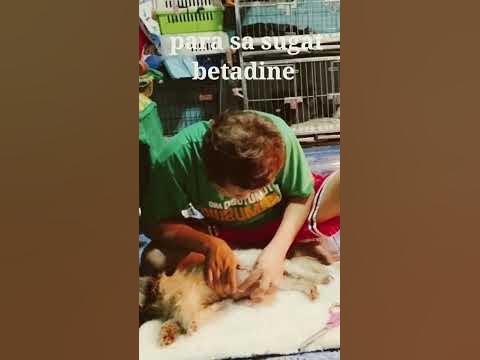 HOW TO CLEAN CESAREAN WOUND #shihtzuph #dog 