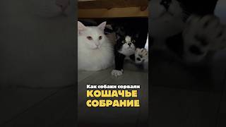 Как собаки сорвали кошачье собрание 😿