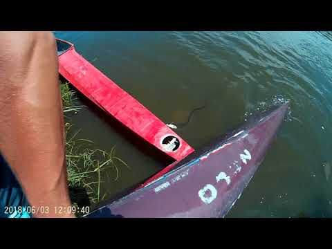 snake caught a fish   გველმა დაიჭირა თევზი