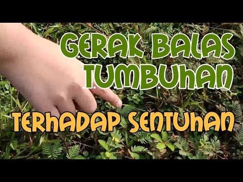 Video: Bagaimana Reaksi Tumbuhan Terhadap Sentuhan - Pandangan Alternatif