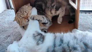 Kittens find time to relax themselves every day and enjoy every moment of it. by Furry Elf 195 views 5 months ago 3 minutes, 46 seconds
