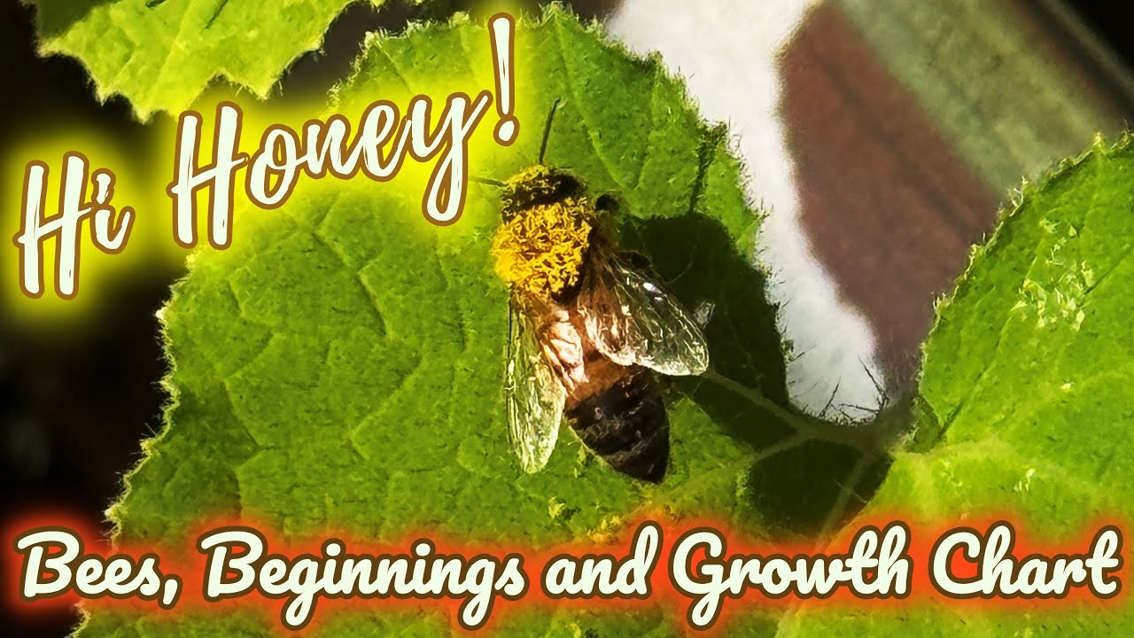 The Bees Are Back!! (Weekly Growth Chart and How I Got Started Gardening)