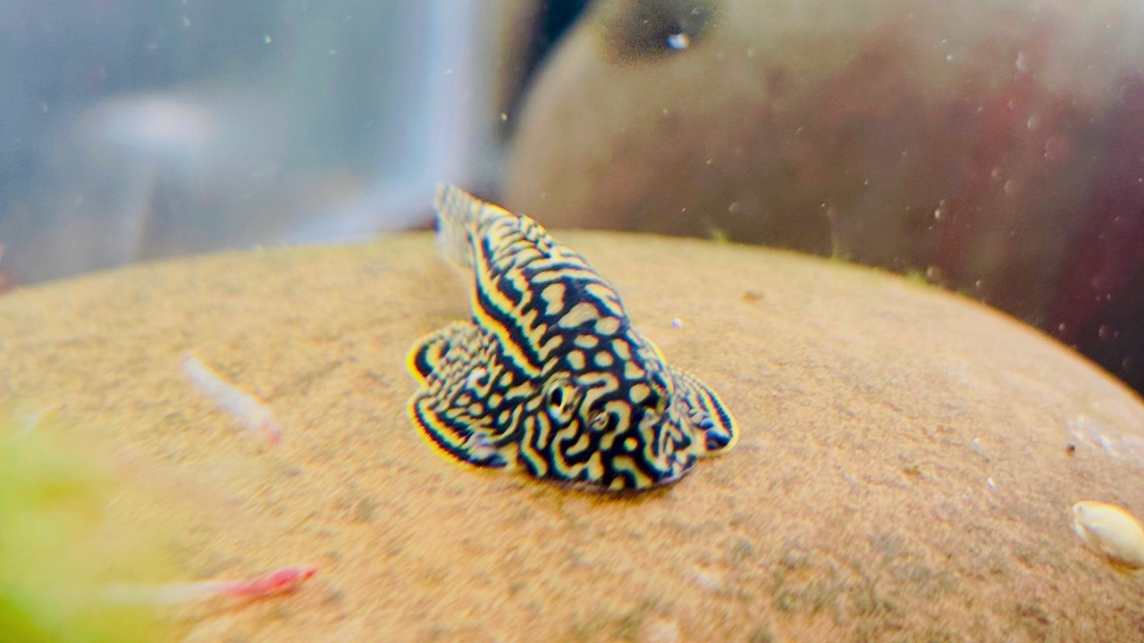 Сетчатый горный вьюн — как мы за ним ухаживаем и разводим.