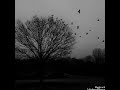 حسین عامری ای ننه من مسافرم 