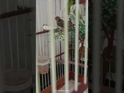 golinha portador #galodecampina #birds #coleirosolto #passaros