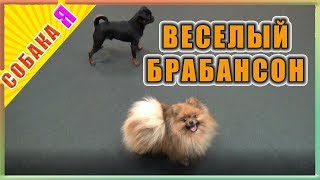 Веселый брабансон Собака я Веселый брабансон Собака я