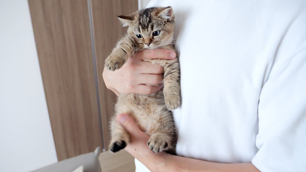 Kitten Kiki is growing too fast... - YouTube