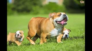 cutest puppies pinterest