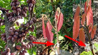 how to graft cocoa how to graft chocolate how to graft cocoa/chocolate shoots