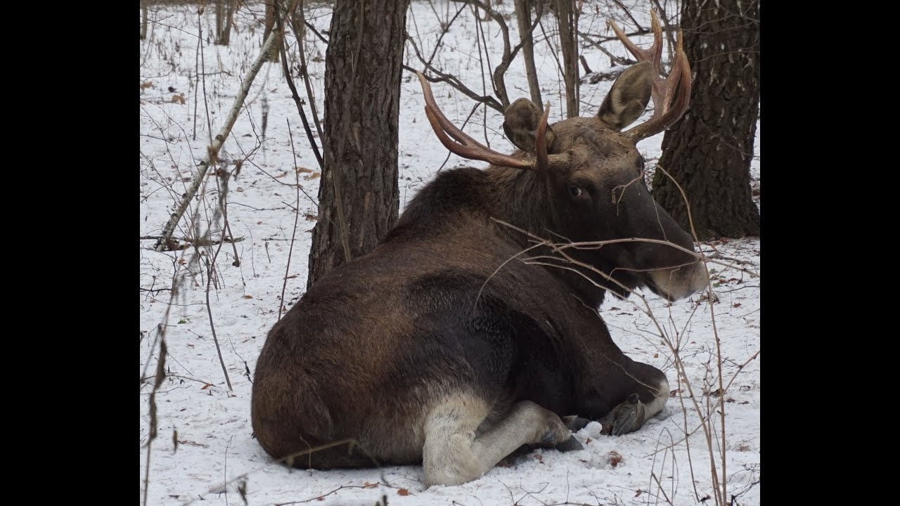 Лосиный Остров Фото Лосей — Фото Картинки