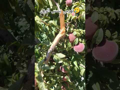 كارثة صغيييرة فالضيعة الغصن تكسر ـ Branch Broke Under The Weight Of Peaches الخوخ Farming 