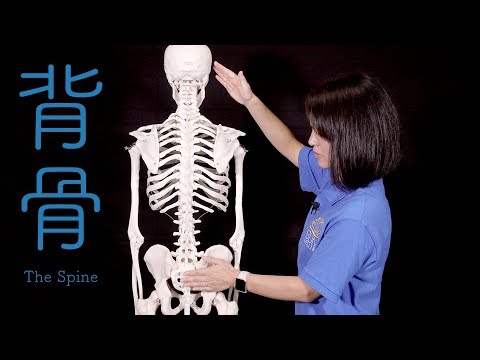 Let&rsquo;s learn about the backbone! Basic Anatomy of the spine of pilates.