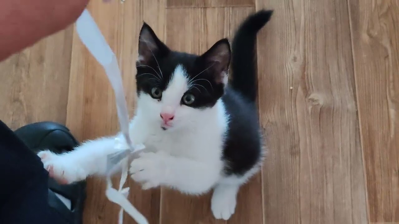 @noonkonythyvajep, 🐱 uunista ulos 💖!