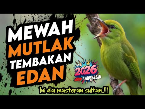 🔴 Live Kompilasi Masteran Kasar Roll Tembak Cucak Cungkok Cucak Jenggot \u0026 Srigunting Abu Abu