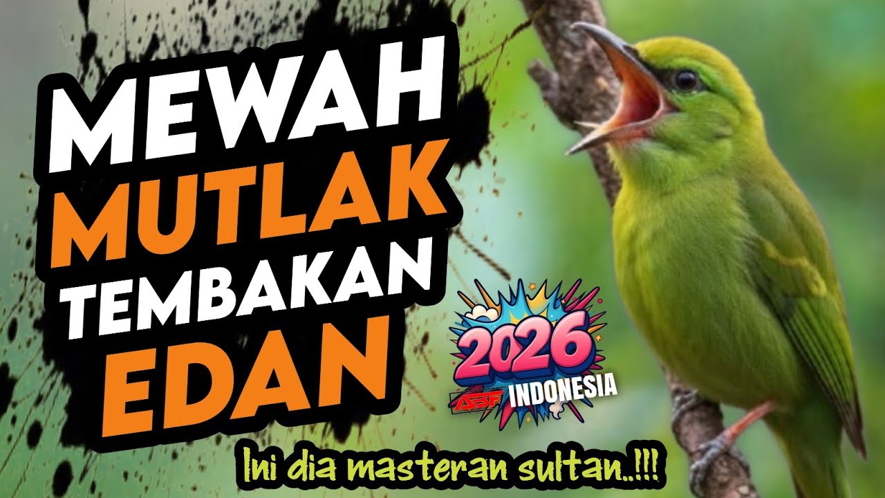 Bikin lawan kena mental ‼️ MASTERAN BURUNG SULTAN FULL TEMBAKAN SUPER MEWAH 