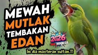 Bikin lawan kena mental ‼️ MASTERAN BURUNG SULTAN FULL TEMBAKAN SUPER MEWAH 