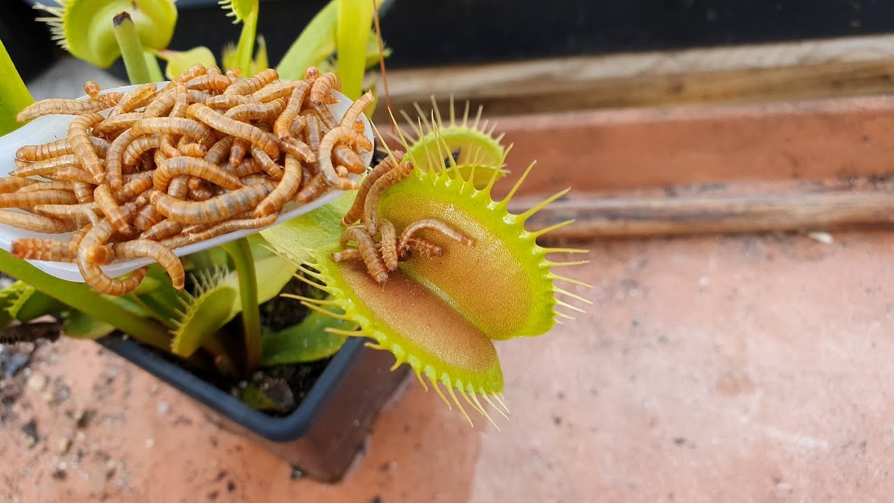 Spoonfeeding worms to a Venus Flytrap YouTube