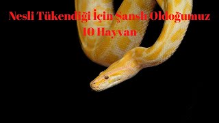 Nesilleri Tükendiği Için Şanslı Olduğumuz 10 Hayvan