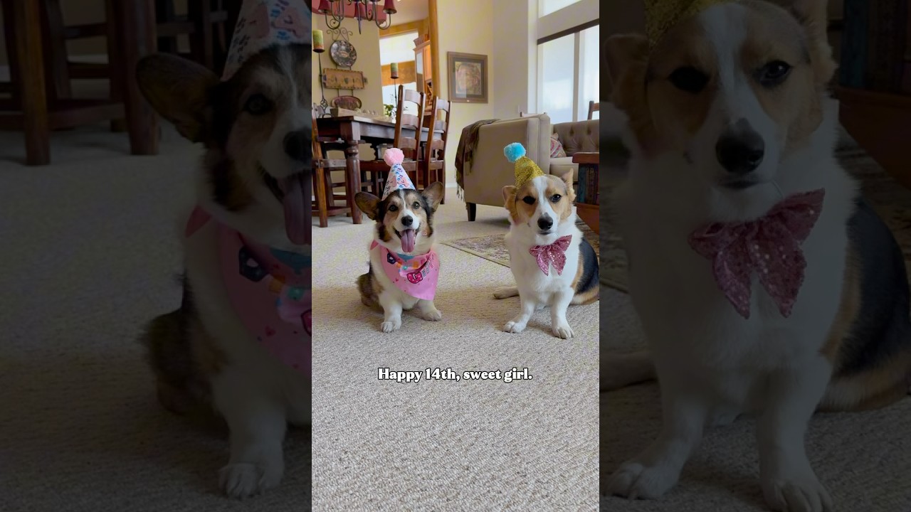 Celebrating 14 Beautiful Years of Corgi Love