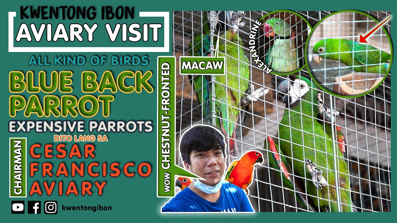 EXPENSIVE & RARE PARROTS COLLECTION NI CESAR FRANCISCO | FARM VISIT | AVIARY VISIT | MACAW | SC IRN