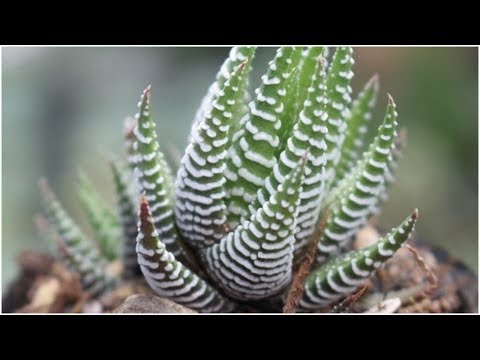 Video Cây sen đá móng rồng tạo không gian thoải mái - youtube