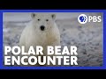 Polar Bear Encounters and Climate Change
