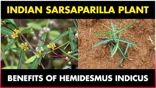 Indian Sarsaparilla Plant (Hemidesmus indicus)