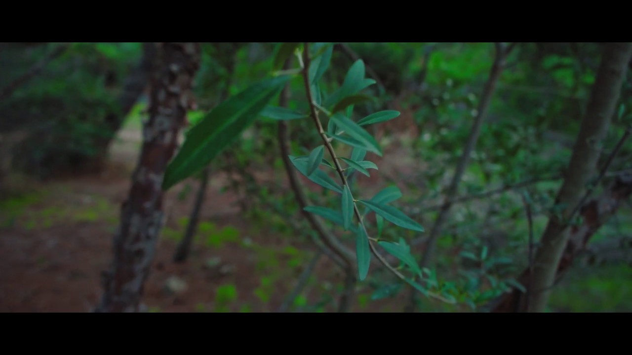 Stamo - Intro pt.1 (official music video)