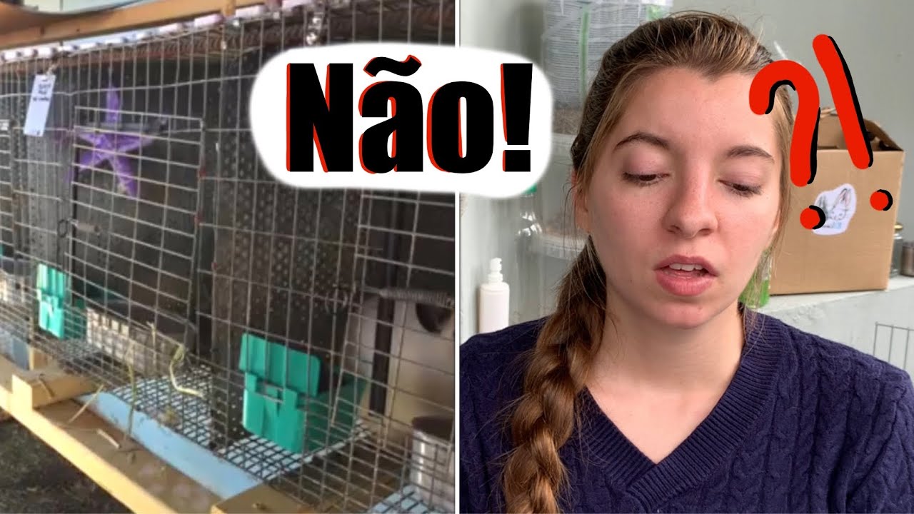 REAGINDO AO HABITAT DE COELHOS DE SEGUIDORES - EP:1