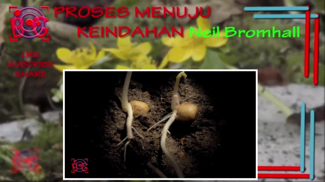 Proses Keindahan Pea hypogeal germination underground & seedling growth