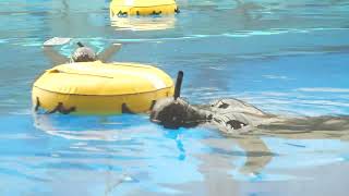 Duck dive | Freediving Skills