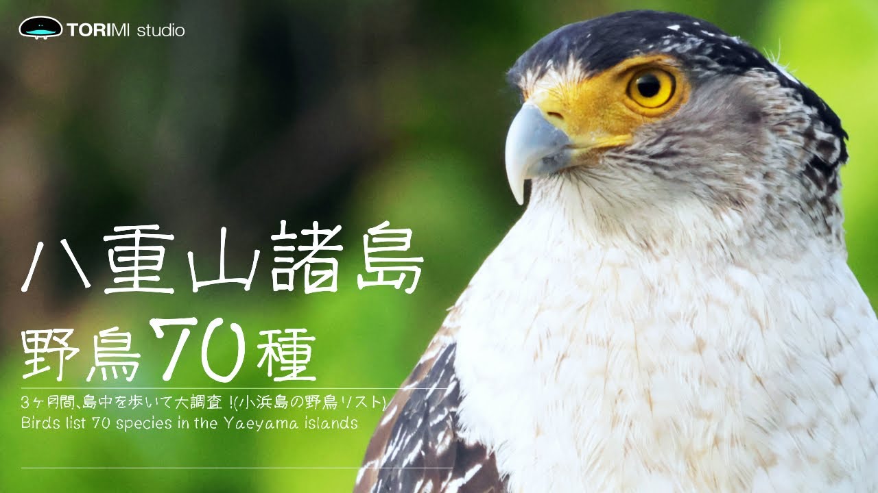 八重山諸島の野鳥70種 | 202303-06の3ヶ月の大調査！ |