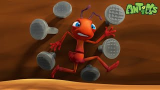 Nailed It! | Antiks 🐜 | Funny Cartoons for Kids