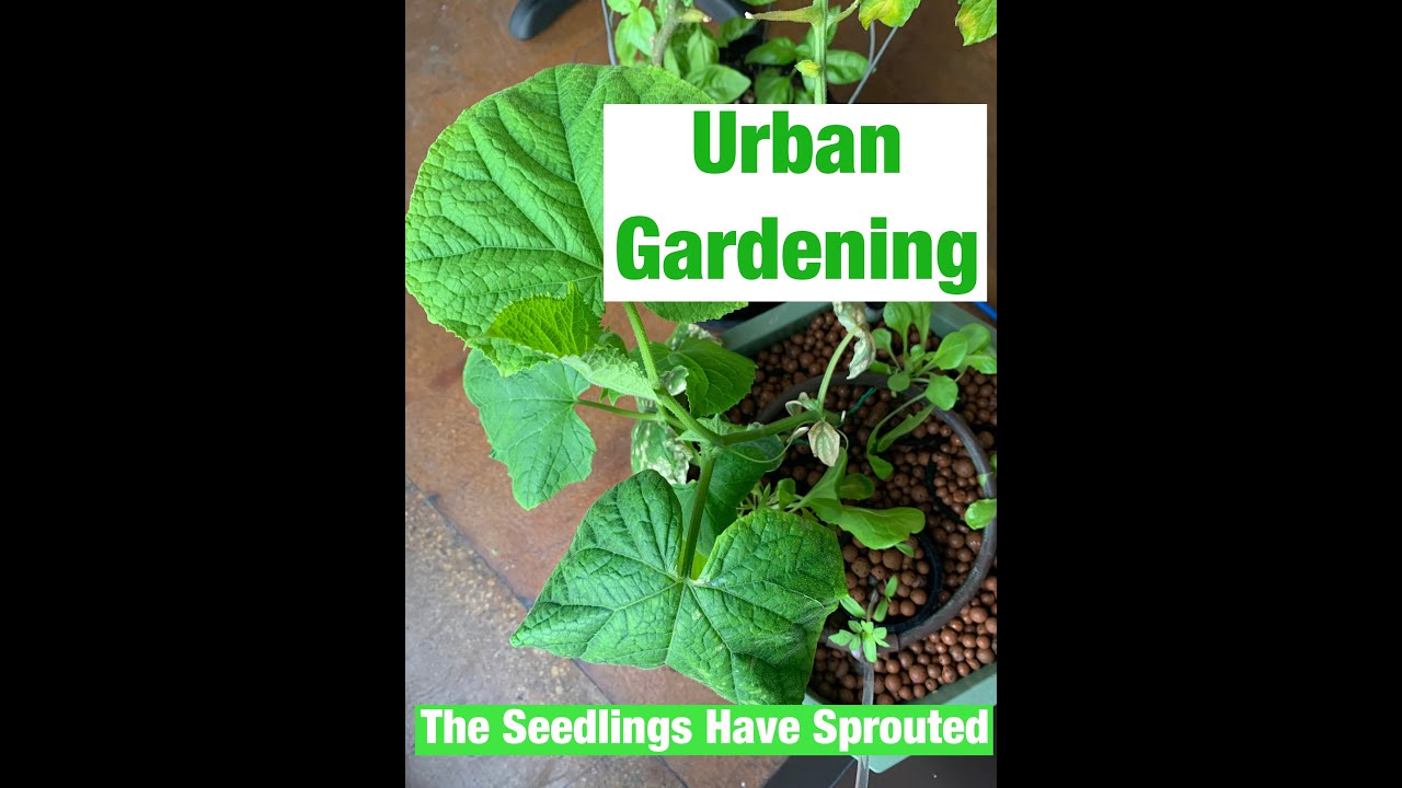 Urban Garden: The Seedlings Have Sprouted!