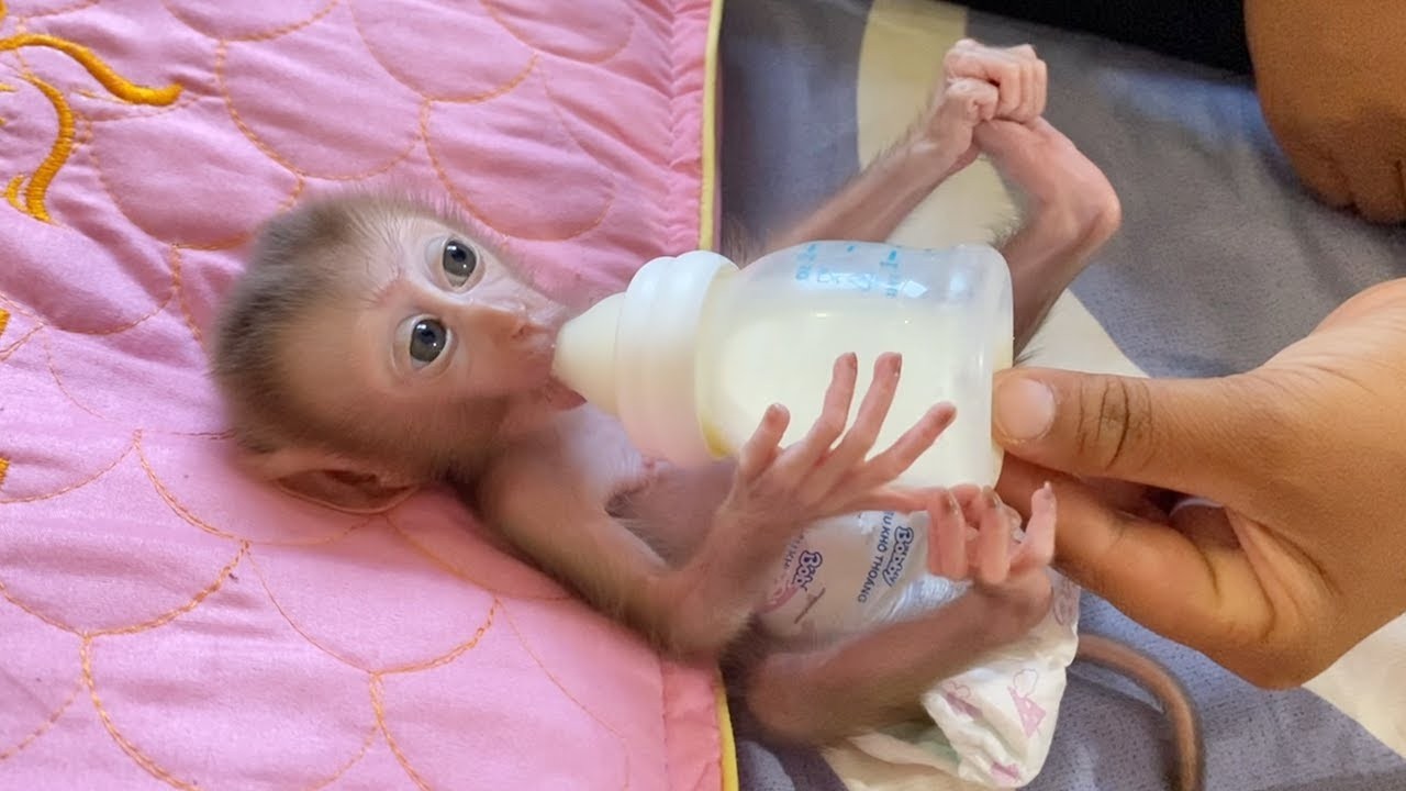 Precious Baby Dorn Sleep Drink Milk Very Delicate