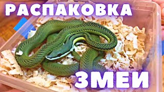 Распаковка носатой змеи / Аргентинский филодриас барони