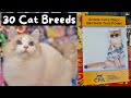 Meet every cat breed at the largest cat show in the world cfa international 2023  the cat butler