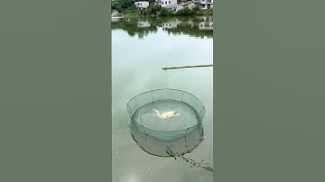 Lưới câu cá siêu dính gấp gọn, câu cá hồ suối dễ dàng #shorts  #fishing  #fishingnets