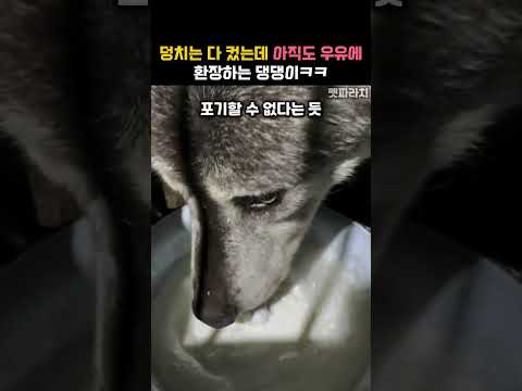 우유만 보면 눈 돌아버리는 댕댕이의 실체ㅋㅋ #동물 #늑대