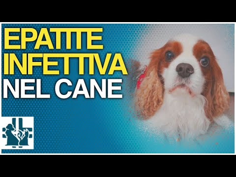 Video: Cani giocosi che fanno bene con i bambini