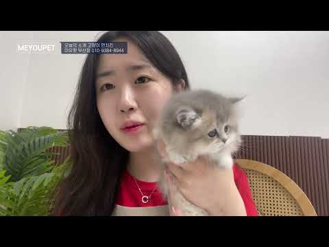 해운대 광안 서면 고양이분양 귀여운 먼치킨 센텀애견샵