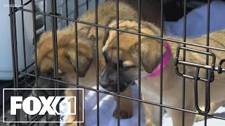 Brent's Got Your Back: Surge in Pet scams